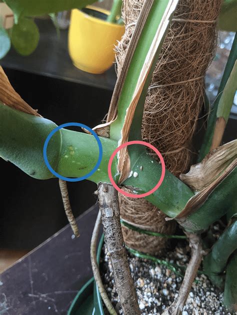 bumps on monstera stem|17 Common Problems With Monstera Plants